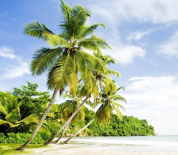 Grüne Karibik Palmen und Wälder an Strand auf ihrer Karibik Kreuzfahrt. Reederei Princess Cruises buchen!